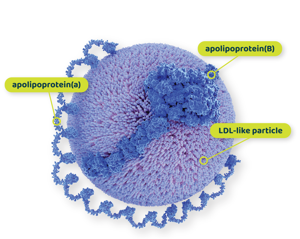 Image of Lipoprotein(a), Lp(a), a sticky, cholesterol-rich lipoprotein.